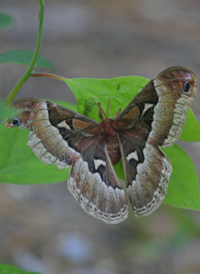 Promethea Moth